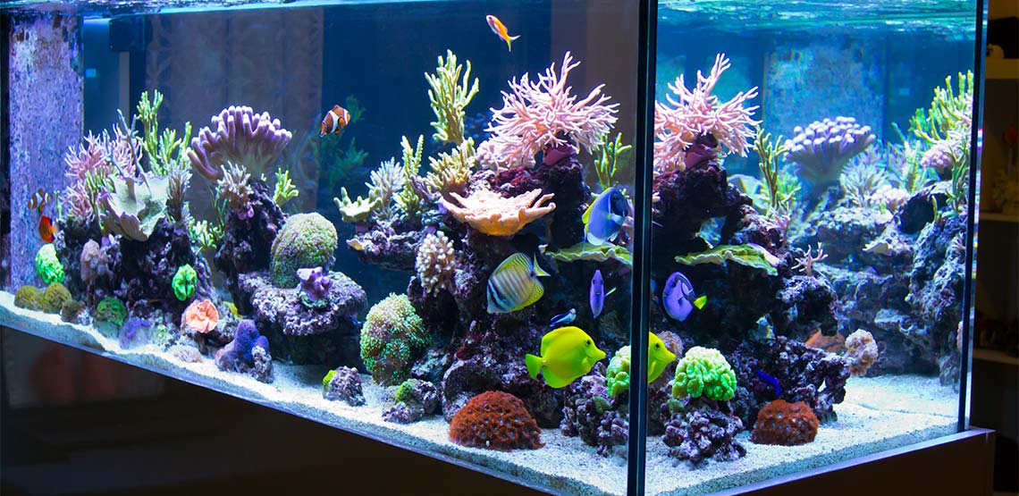 Saltwater aquarium