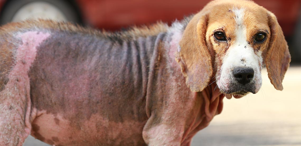 Dog with mange