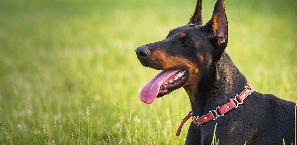 Dobermann pinscher lying in grass with tongue hanging out.