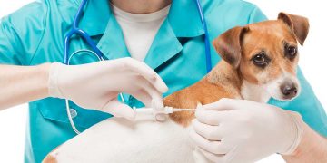 A dog getting a vaccination at the vet.