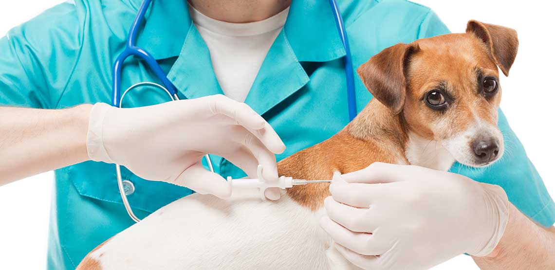 A dog getting a vaccination at the vet.