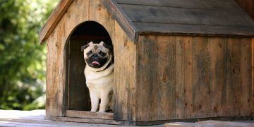 A pug sitting in its dog house.