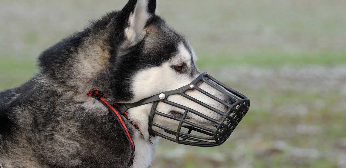 A husky wearing a dog muzzle.