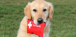 Dog holding first aid kit in mouth