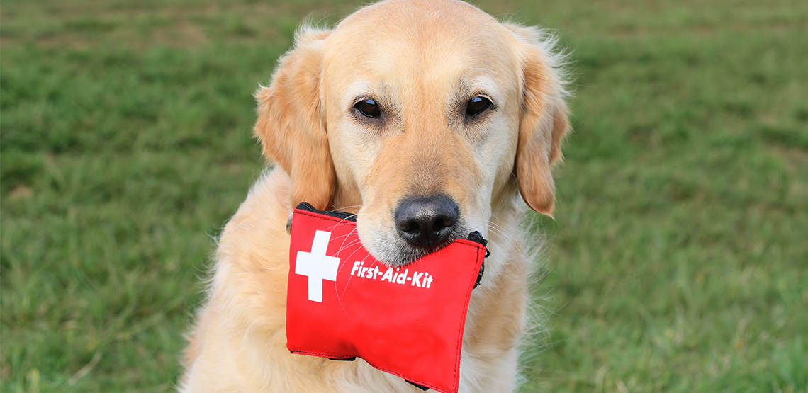 Dog holding first aid kit in mouth