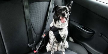 A dog wearing a seat belt in a car.