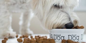 A dog eating out of its food bowl.
