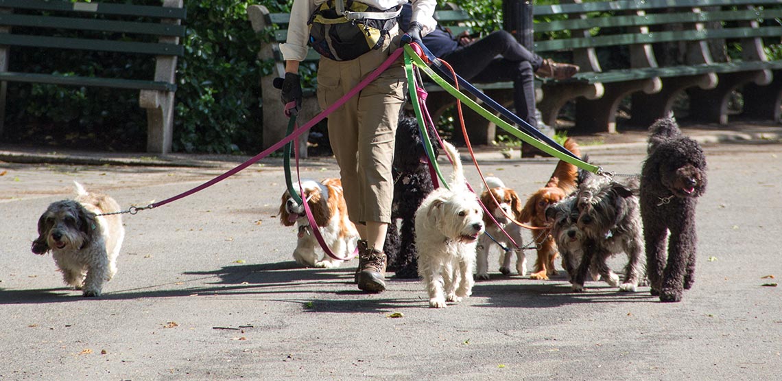Many dogs being walked by one person in Central Park