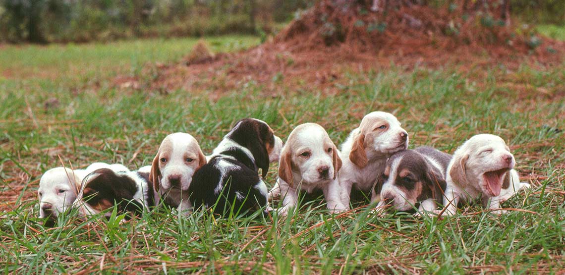 Basset hound puppies in a row in the grass