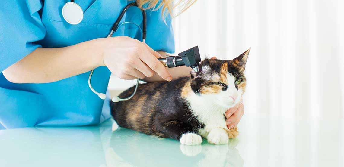 A cat getting a check up at the vet's office