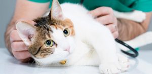 Cat at the vet