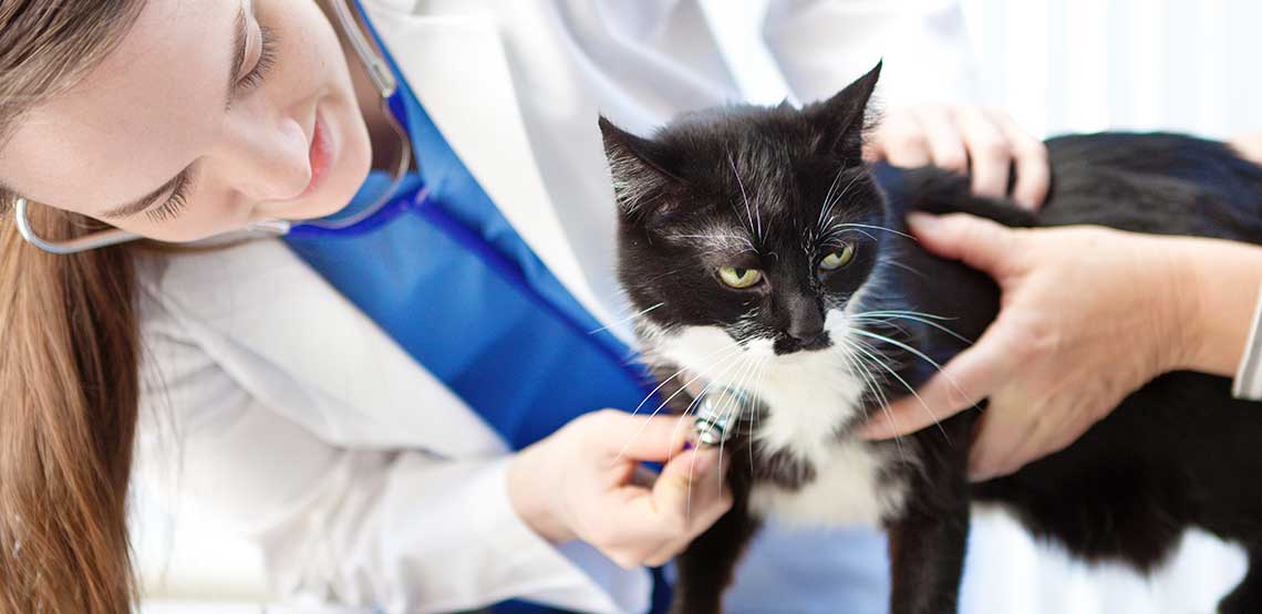 A black and white cat having a check up at the vet's office.