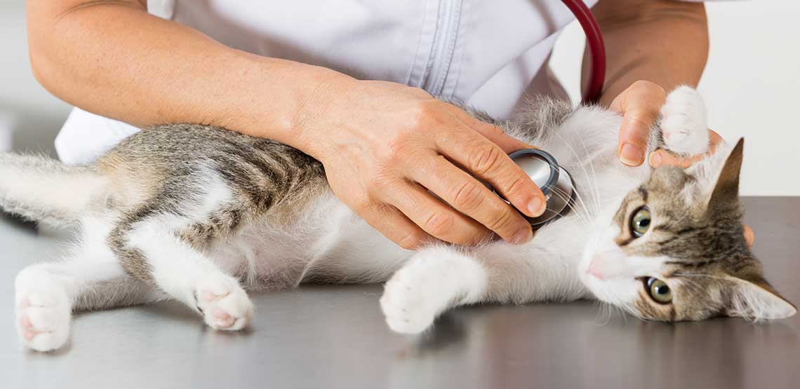 A cat getting a regular check-up at the vet.