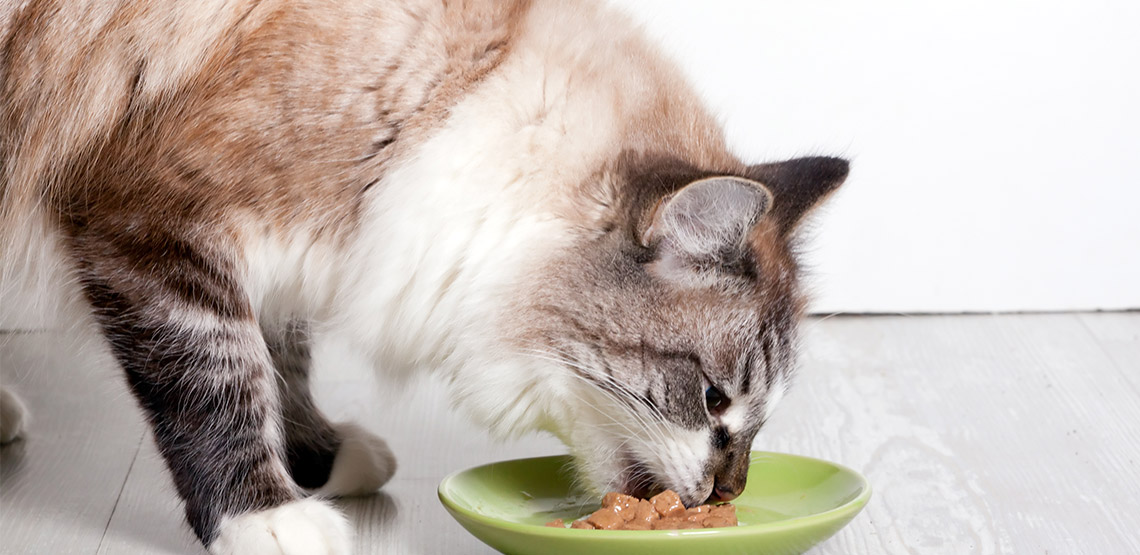 Cat eating food on a plate