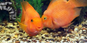 Two parrot fish swimming in a fish tank.
