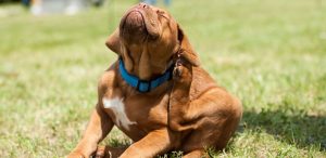 Dog scratching himself