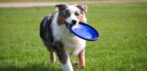 Dog with Frisbee in mouth