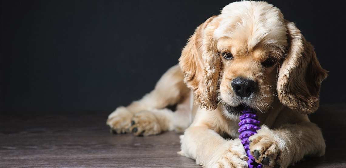 Dog lying on ground chewing on toy