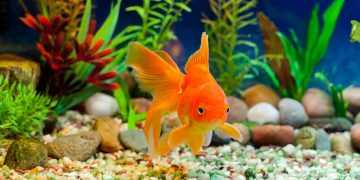 A goldfish in a freshwater aquarium