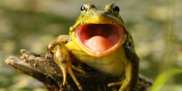 Frog grasping a stick with its mouth open