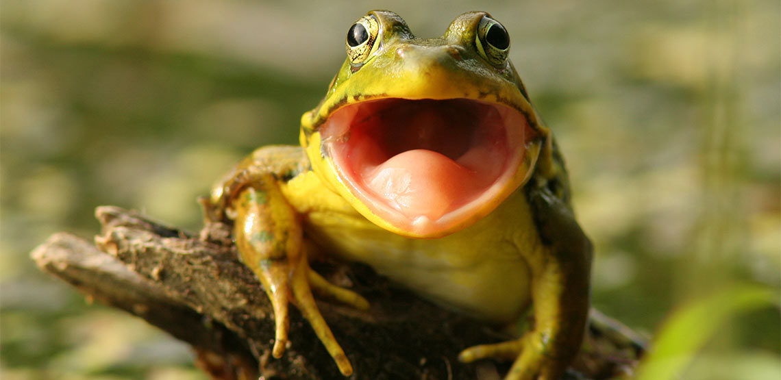 Frog grasping a stick with its mouth open