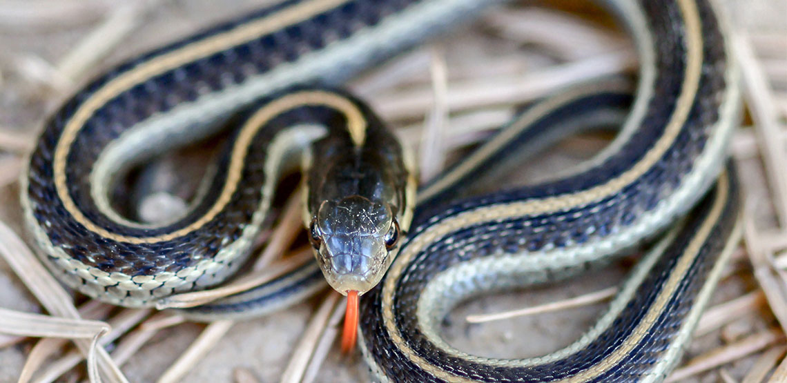 Garter snake on ground.