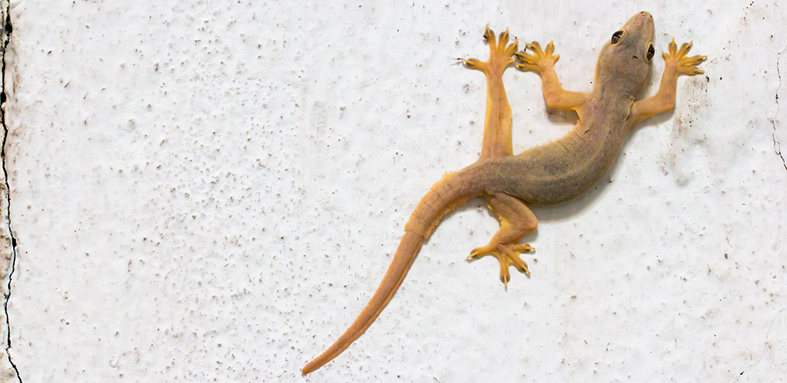Gecko climbing a wall