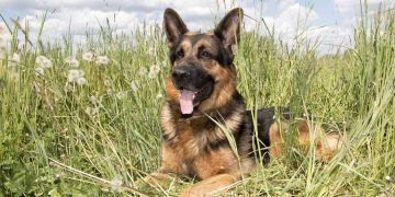 German shepherd lying in long grass with tongue hanging out.
