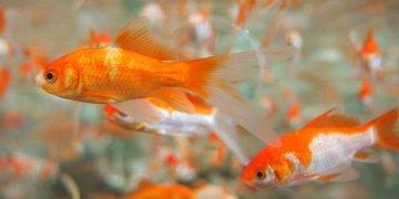 Gold fish swimming in their tank.