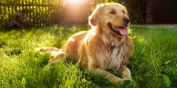 Golden retriever dog lying in grass with tongue out