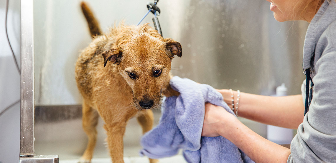 Dog at the groomer