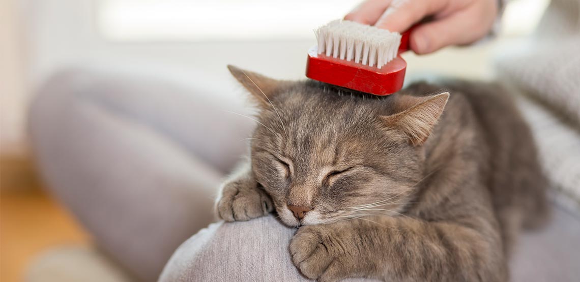 Cat being brushed.