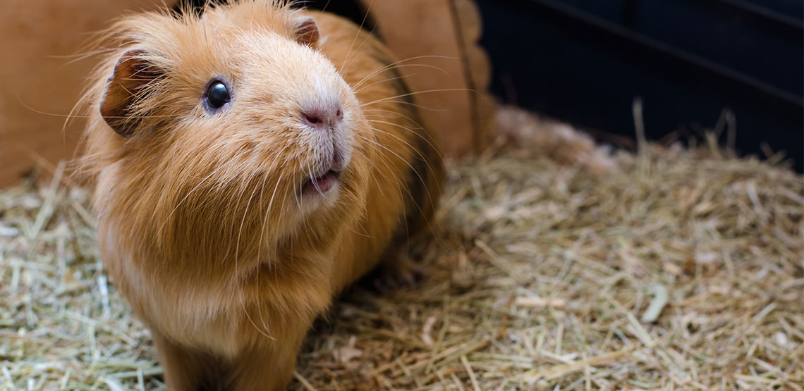 A guinea pig in a cage with shavings on ground