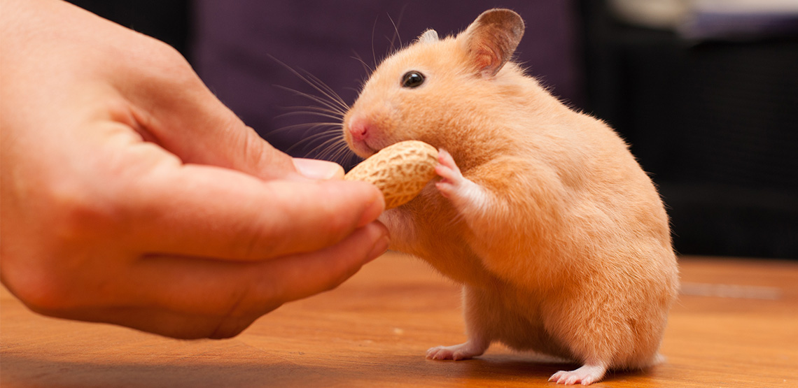 Hamster eating peanut out of someone's hand
