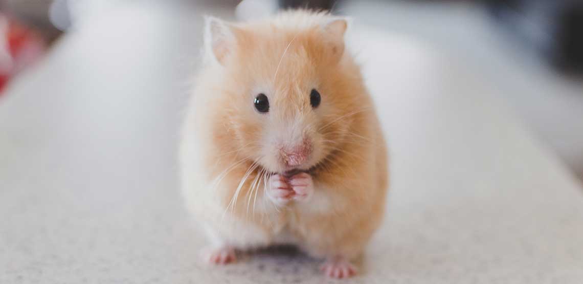 A tiny hamster sitting up straight.