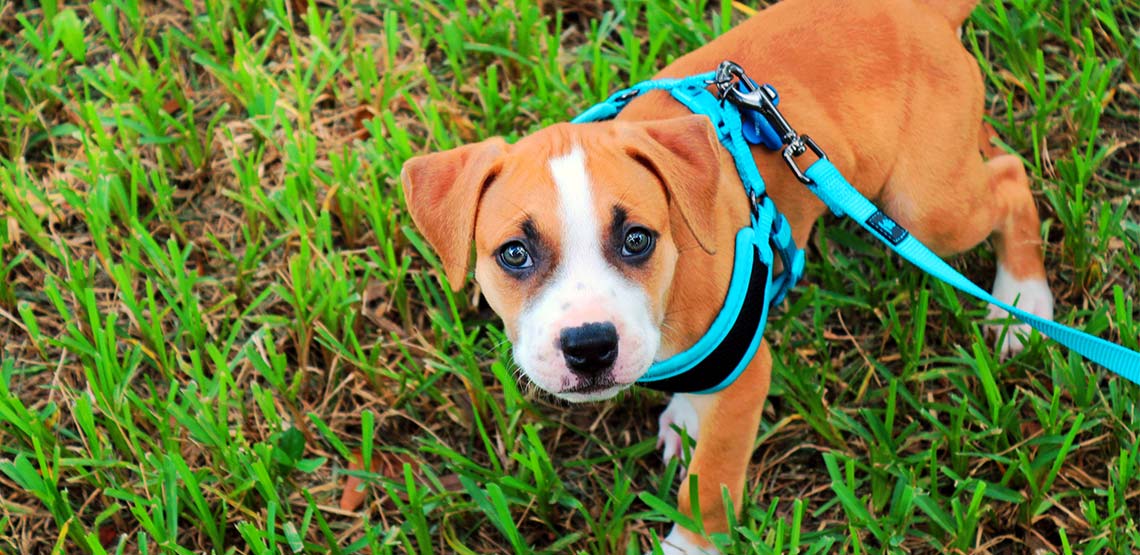 Puppy wearing harness, looking up at camera