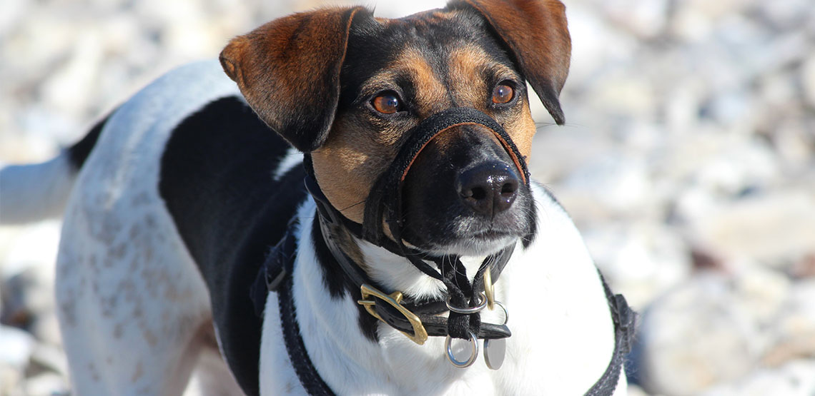 Dog wearing head collar