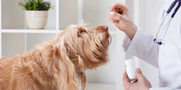 A dog receiving medicine by a vet.