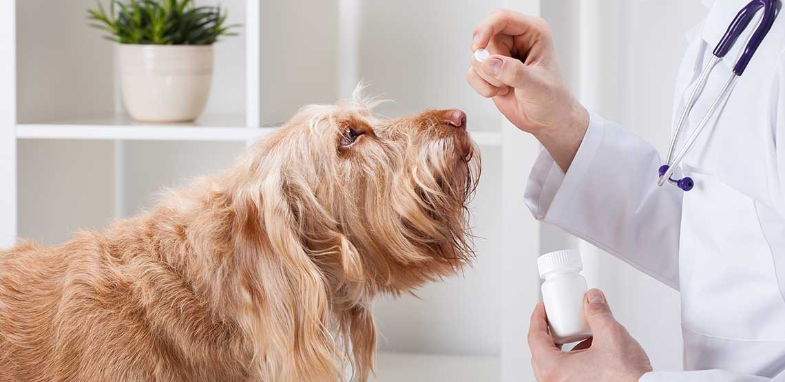 A dog receiving medicine by a vet.