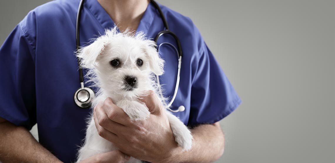 Dog being held by vet