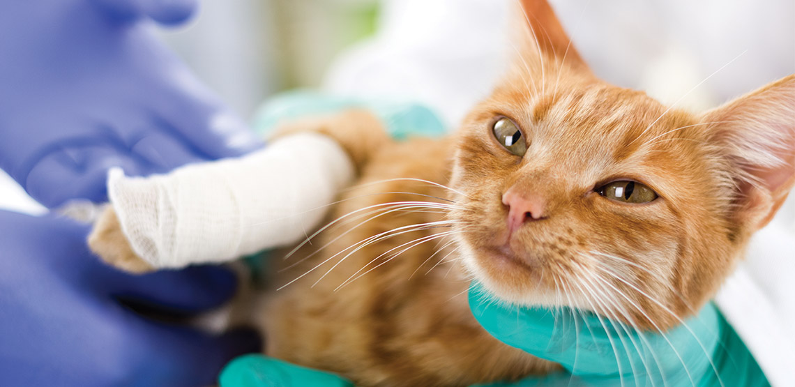 Cat with bandaged leg