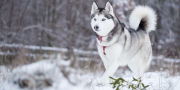 A husky running in the snow