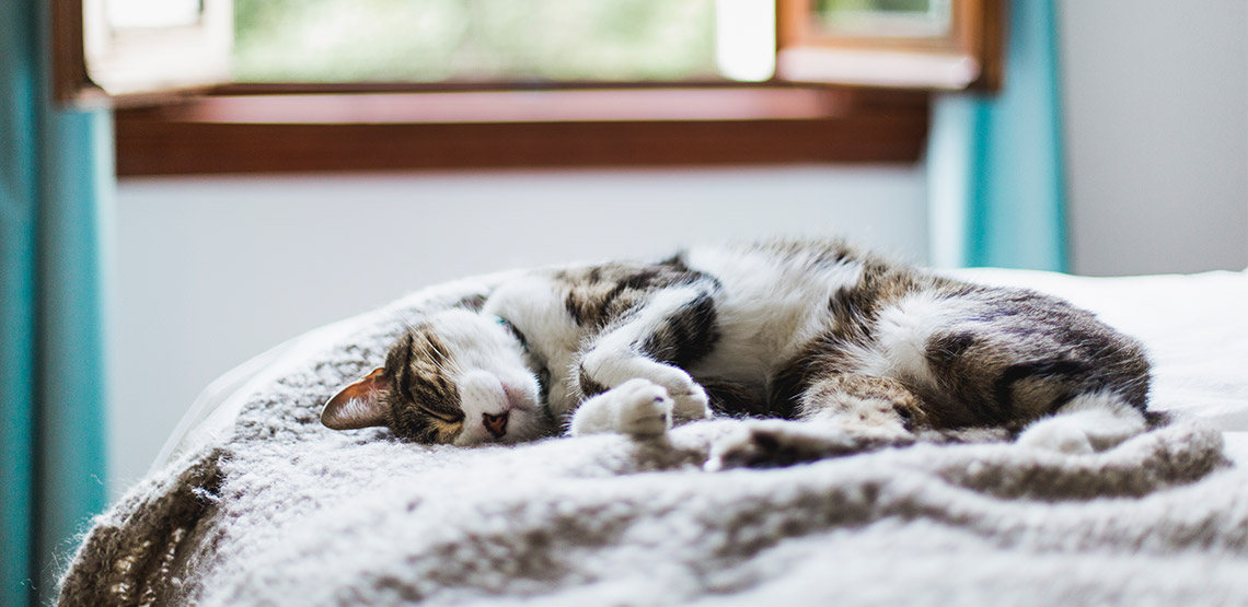 Cat sleeping on a bed.