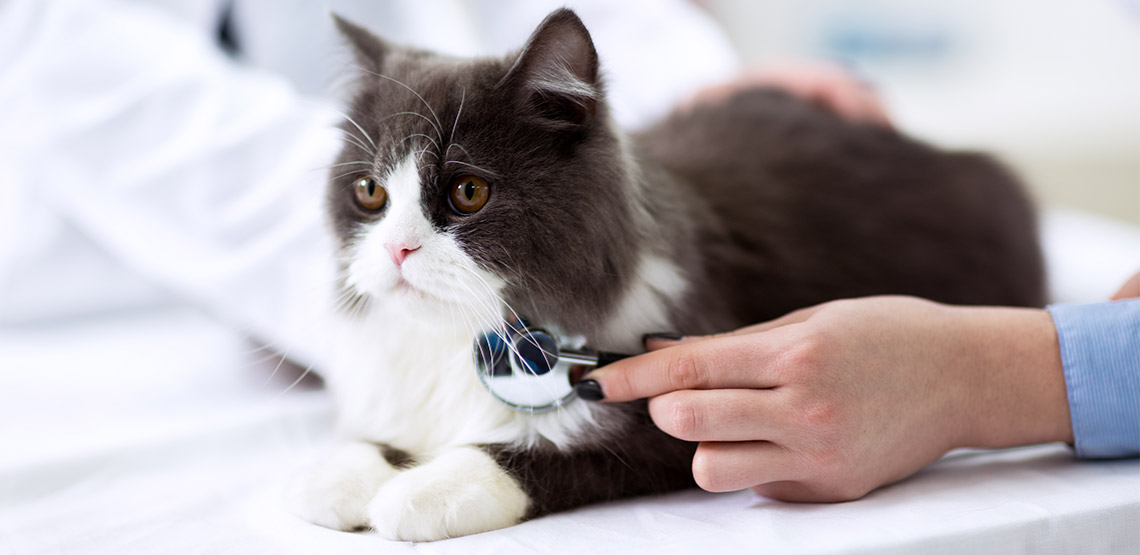 Cat at the vet