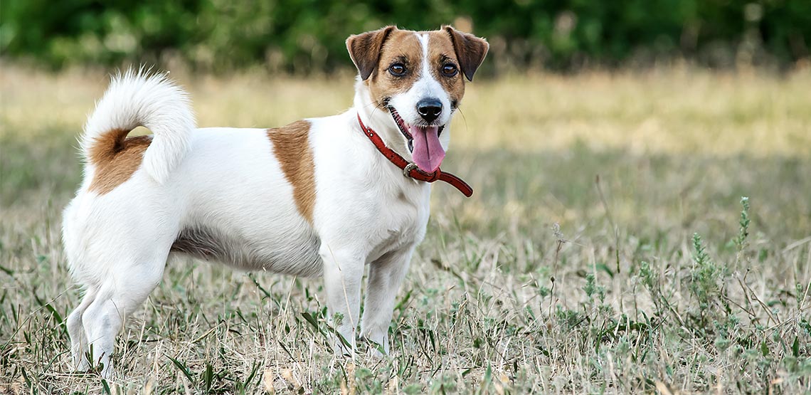 Jack Russell Terrier standing in field with tongue hanging out