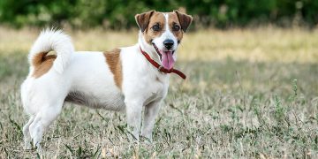 A Jack Russell terrier standing in the grass.