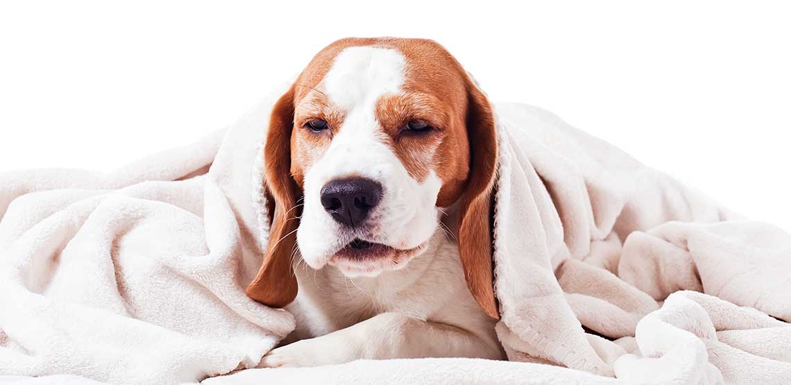 A sick dog laying underneath a blanket.