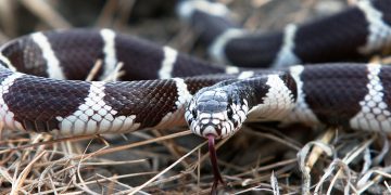 King snake on ground with tongue out.