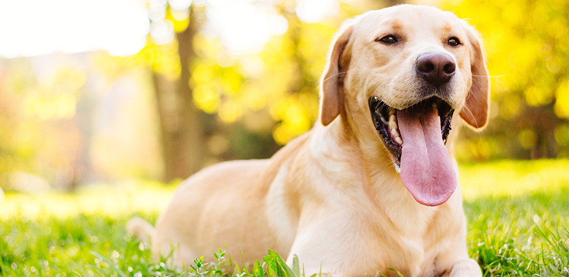 Lab lying in grass with tongue hanging out