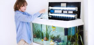 Child puts fish into tank with lid up